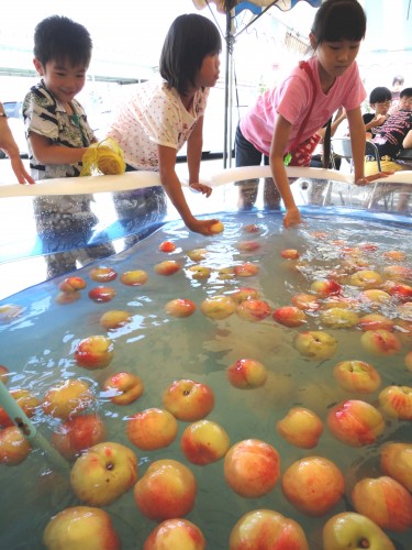 完熟桃食べ放題