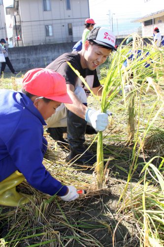 HP若草小稲刈りIMG_4881